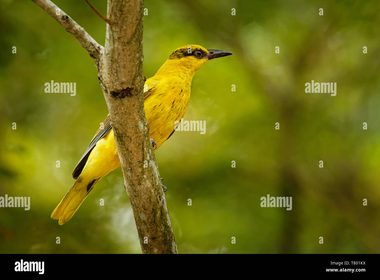 Black-naped Oriole - Oriolus chinensis aus der Oriole Familie, die in vielen Teilen von Asien - Sibirien, Ussuriland, China, Korea gefunden wird, Stockfoto