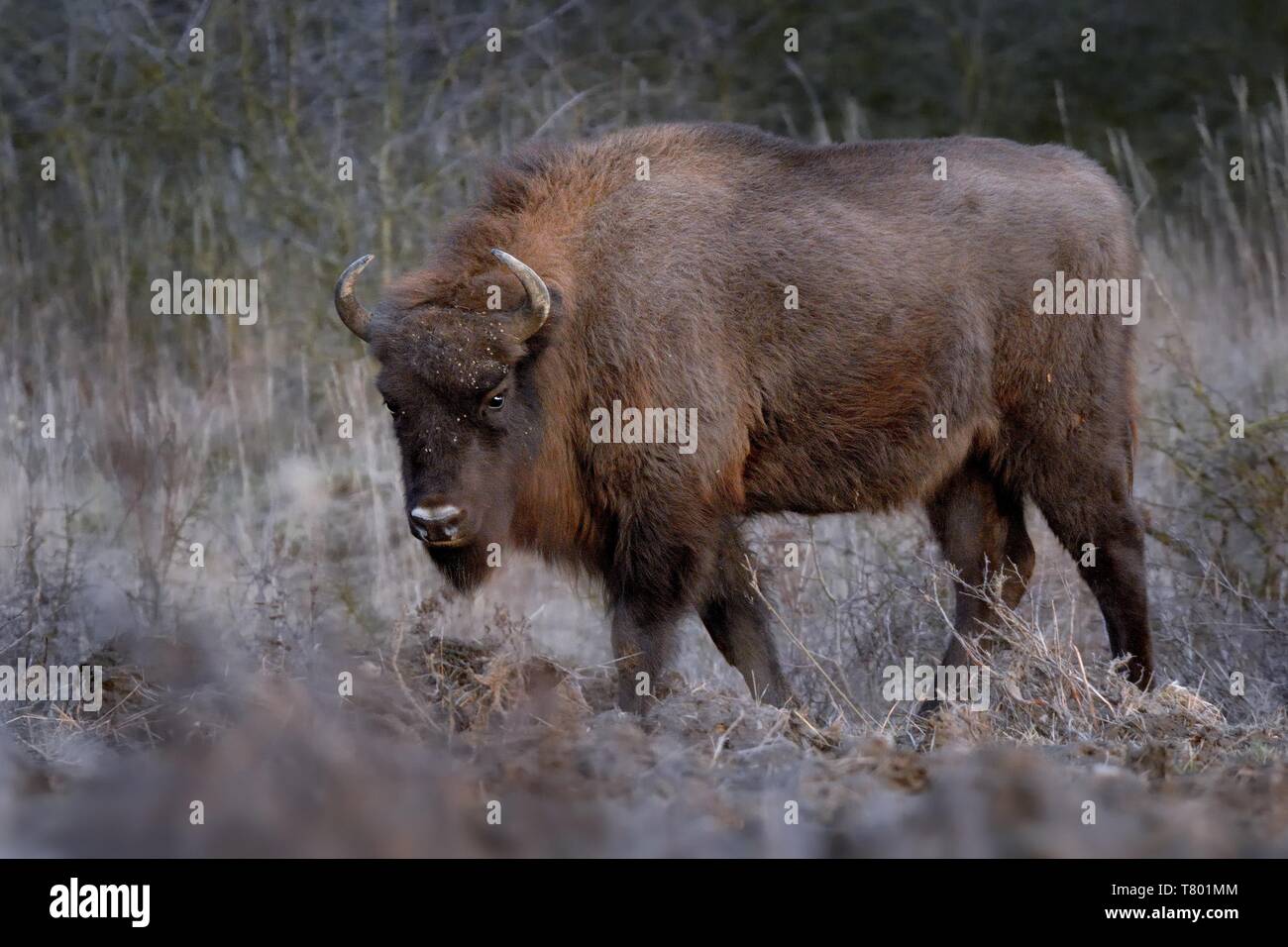 Europäische Bison - Bison bonasus in der Tschechischen republik, Milovice. Fütterung auf der Wiese und Savanne. Stockfoto