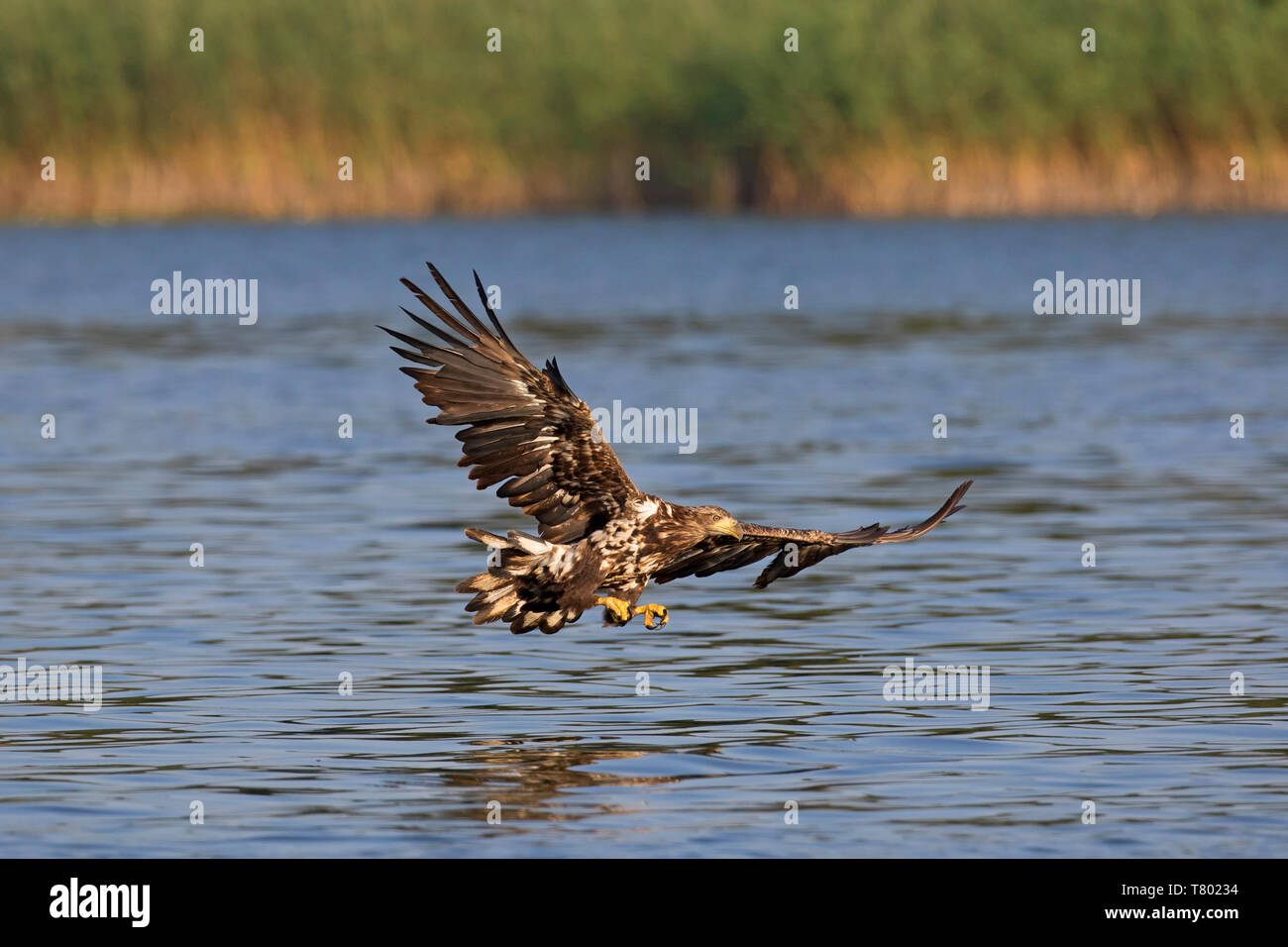 Seeadler/Sea Eagle/erne (Haliaeetus albicilla) Jugendliche im Flug fangen Fische in seinen Krallen aus dem See Wasser Oberfläche (Teil der Verarbeitungsprozess Stockfoto