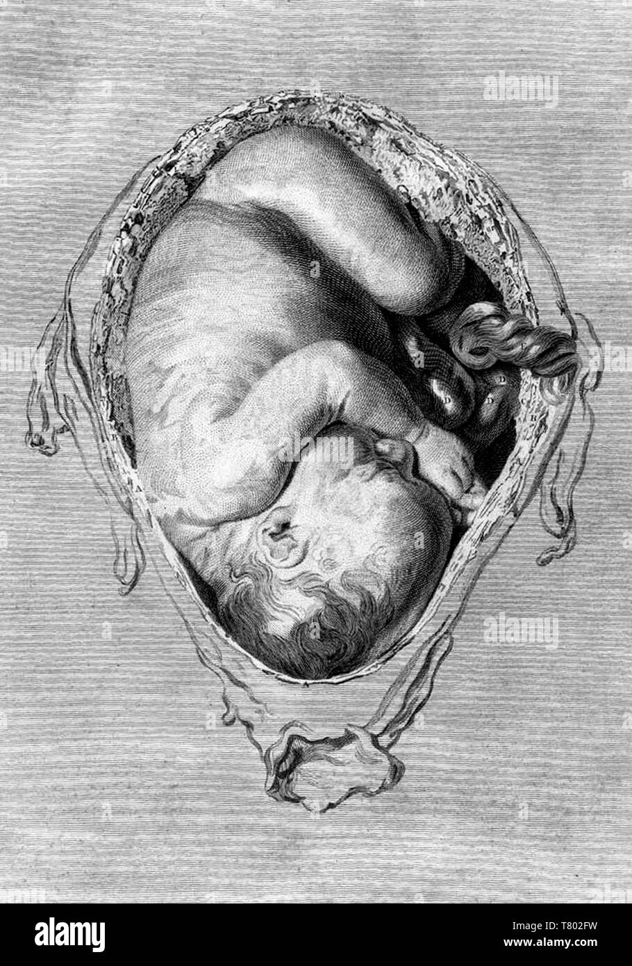 William Hunter, Anatomia uteri humani gravidi, 1774 Stockfoto