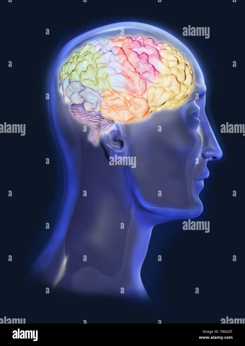 Gehirn, Abbildung Stockfoto