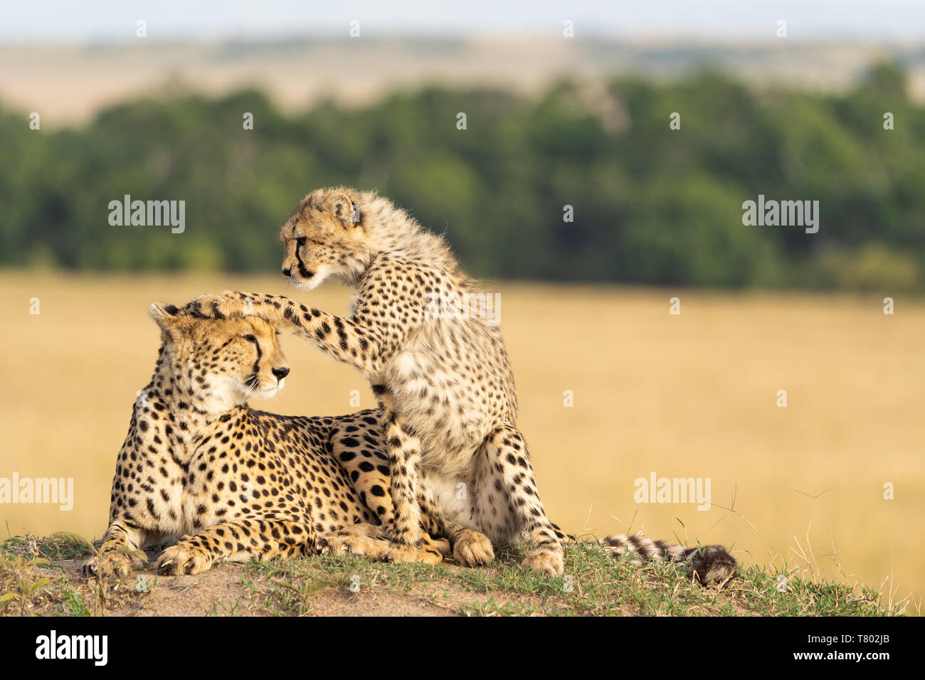 Cheetah Mutter und sCheetah Mutter und Sohn spielen in Kenia masai mara und spielen herum Stockfoto