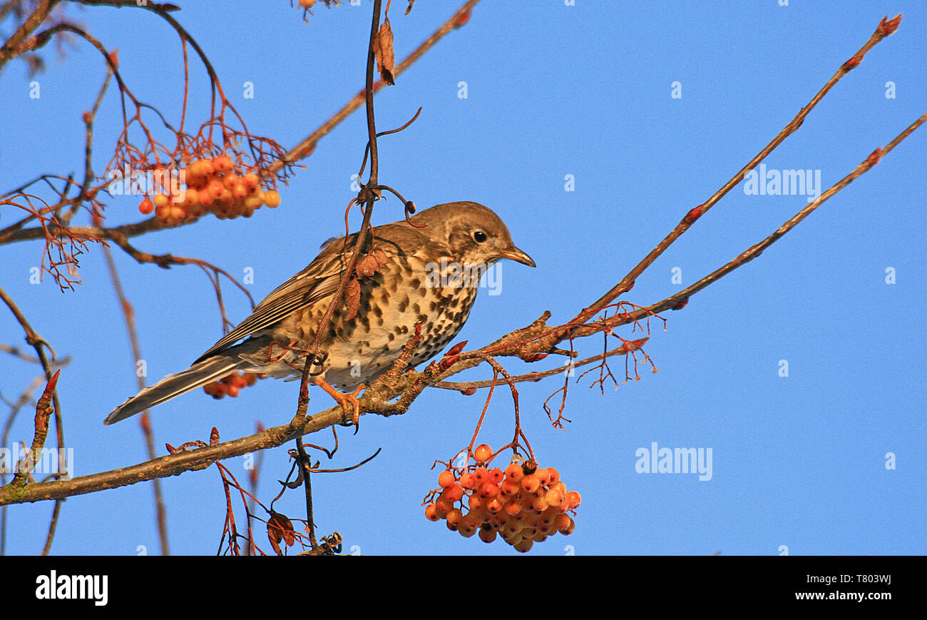 Rotdrossel Turdus iliacus Vogel in einem der Rowan Tree Joseph Rock essen Beeren während der Winter Migration nach England Stockfoto