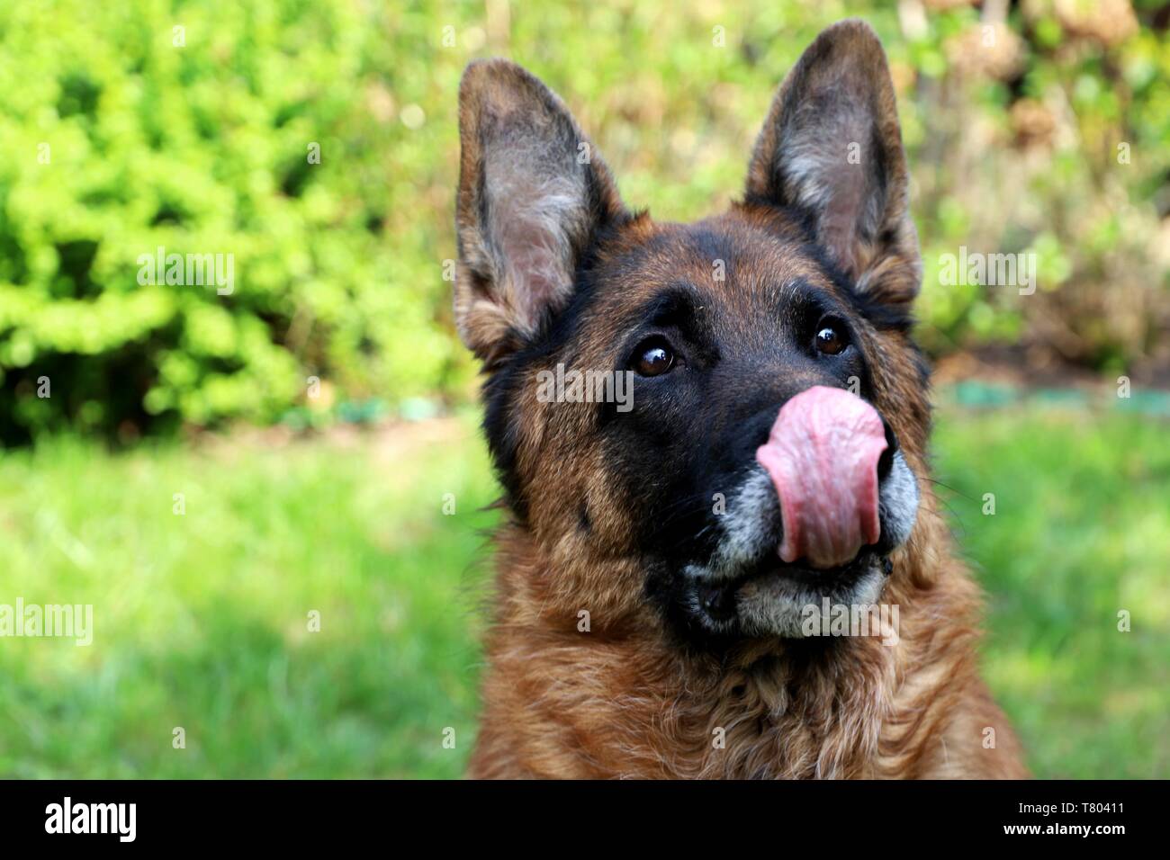 Hund, meine beste Freundin. Stockfoto