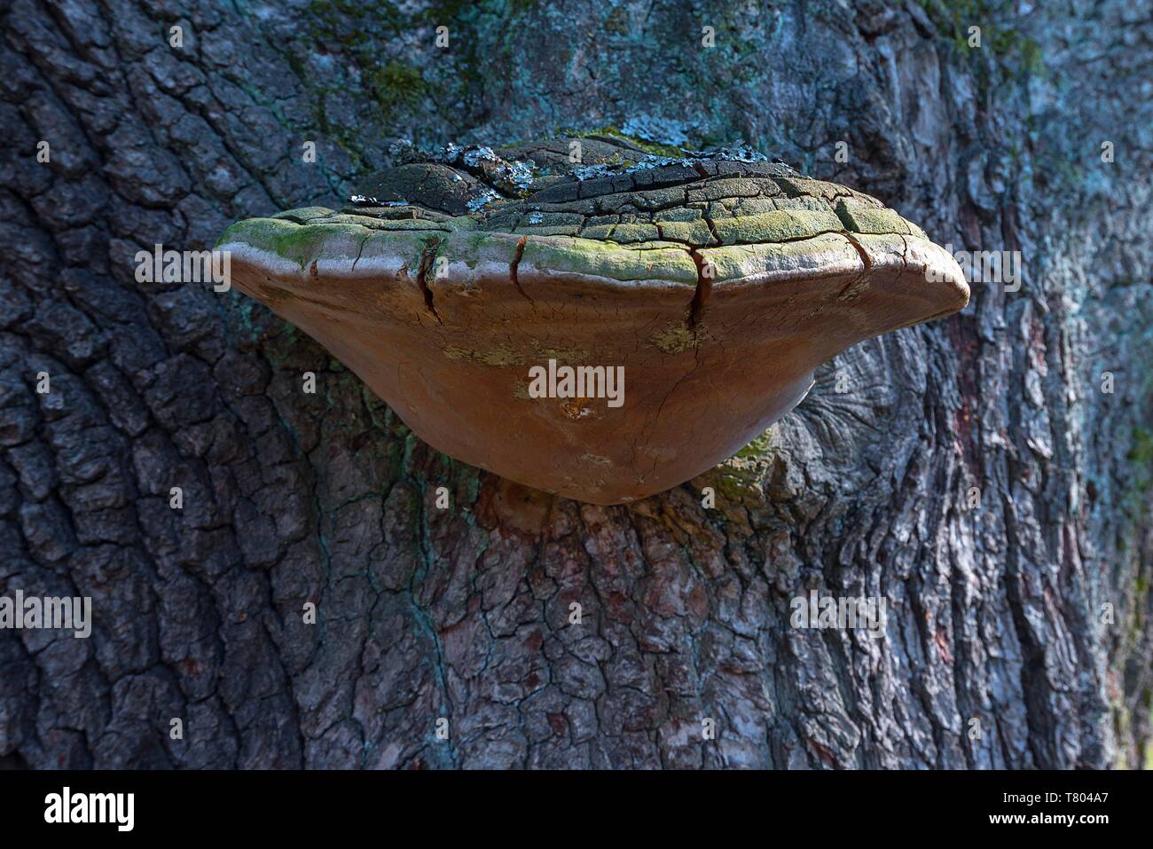 Zunder Pilz (Fomes fomentarius) auf einem Baumstamm einer Eiche (Quercus rubor), Bayern, Deutschland Stockfoto