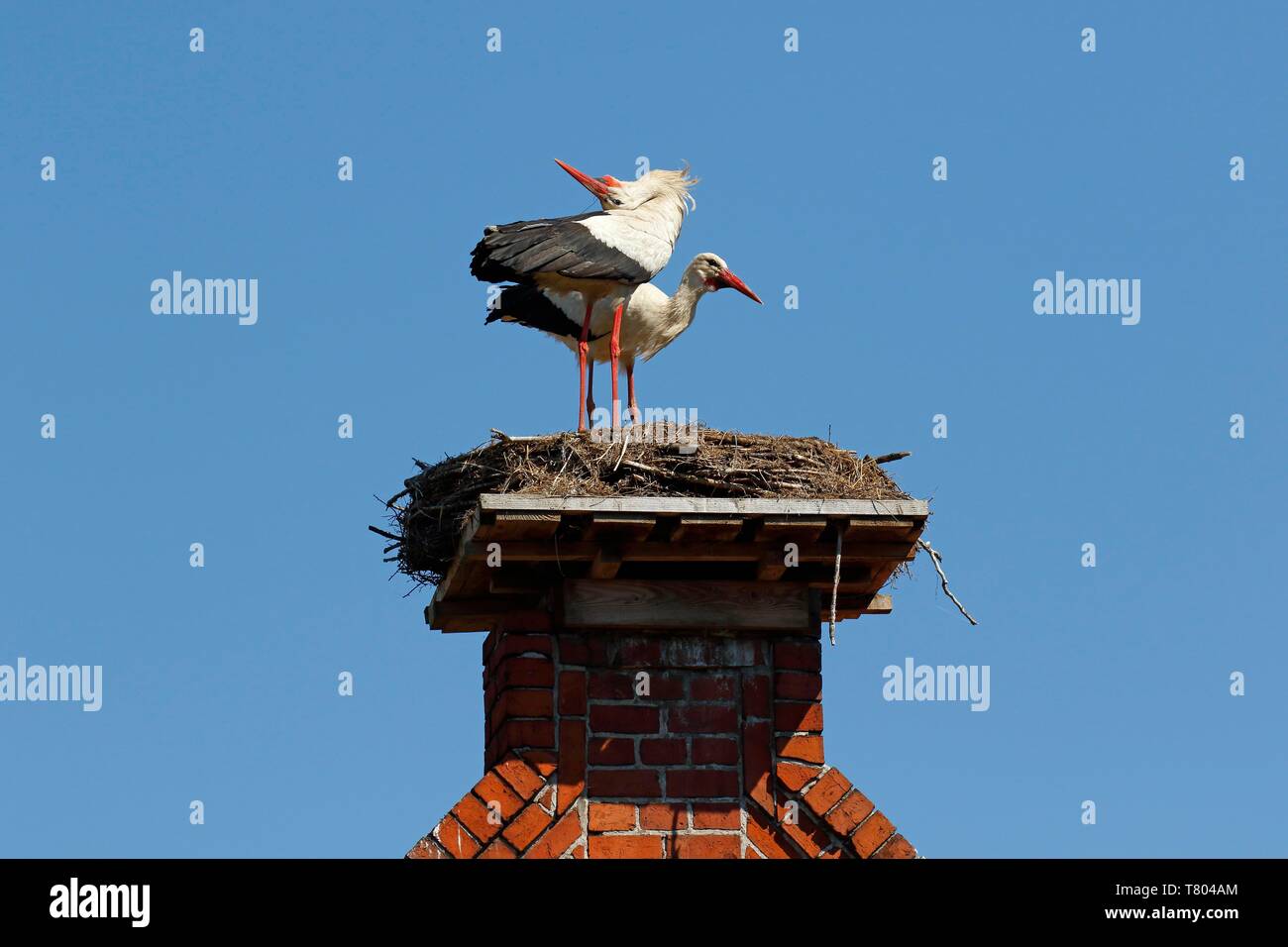 Weißstörche (Ciconia ciconia), Zuchtpaar im Nest auf dem Dach Giebel, Stork village Ruhstadt, Land Brandenburg, Deutschland Stockfoto