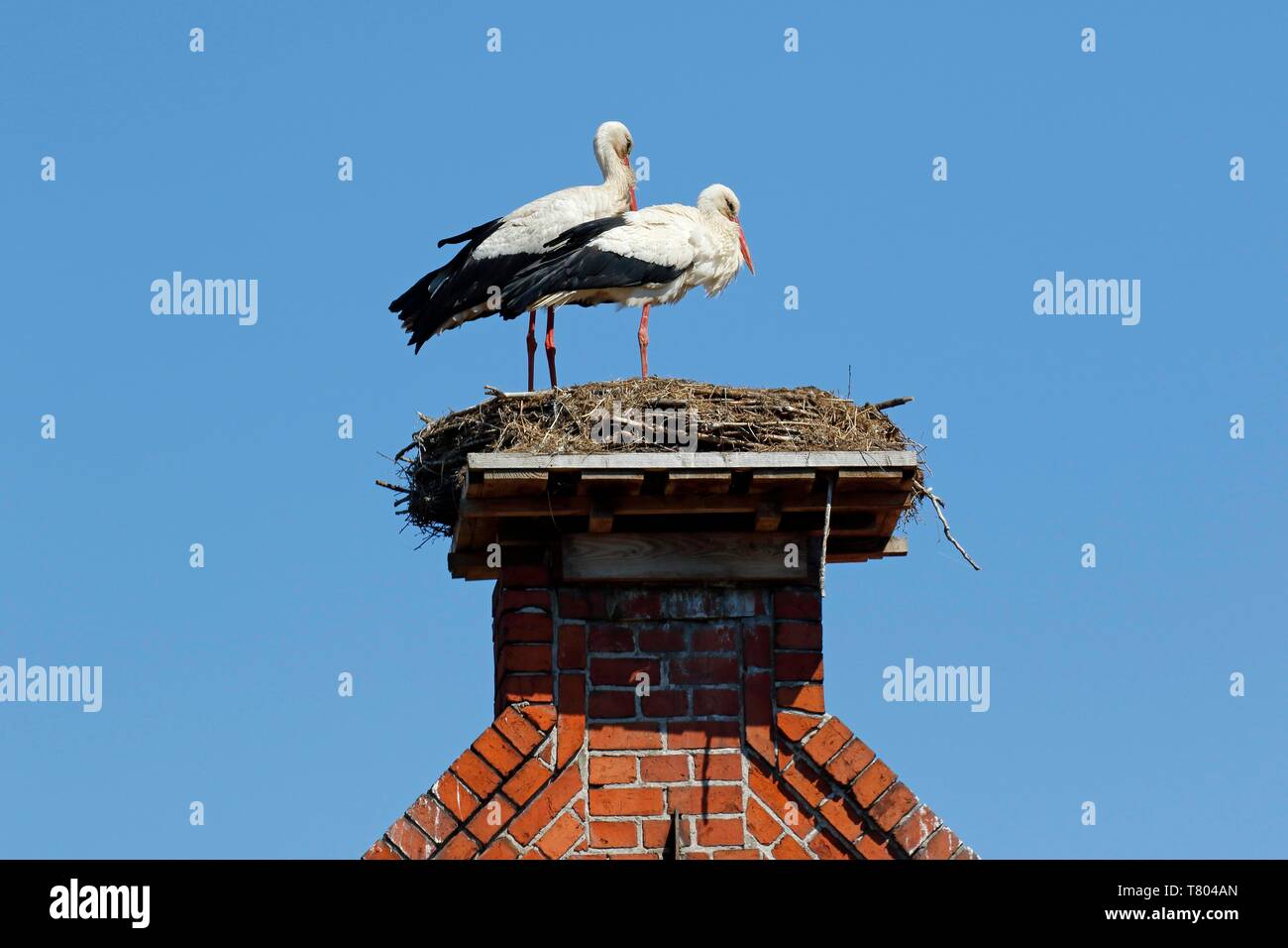 Weißstörche (Ciconia ciconia), Zuchtpaar im Nest auf dem Dach Giebel, Stork village Ruhstadt, Land Brandenburg, Deutschland Stockfoto