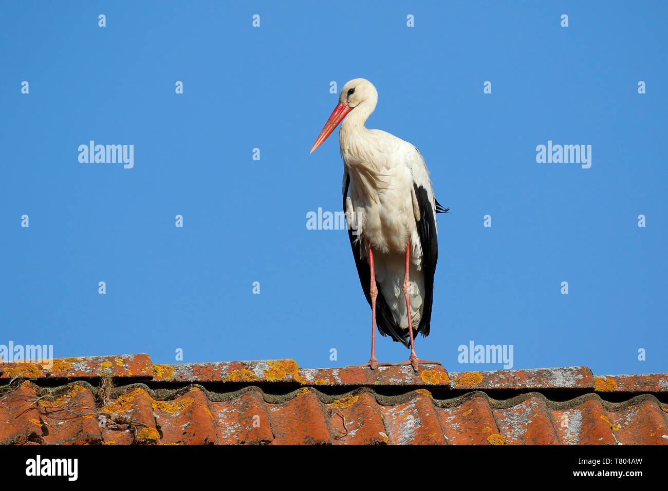 Weißstorch (Ciconia ciconia) steht auf dem Dach, Stork village Ruhstadt, Land Brandenburg, Deutschland Stockfoto
