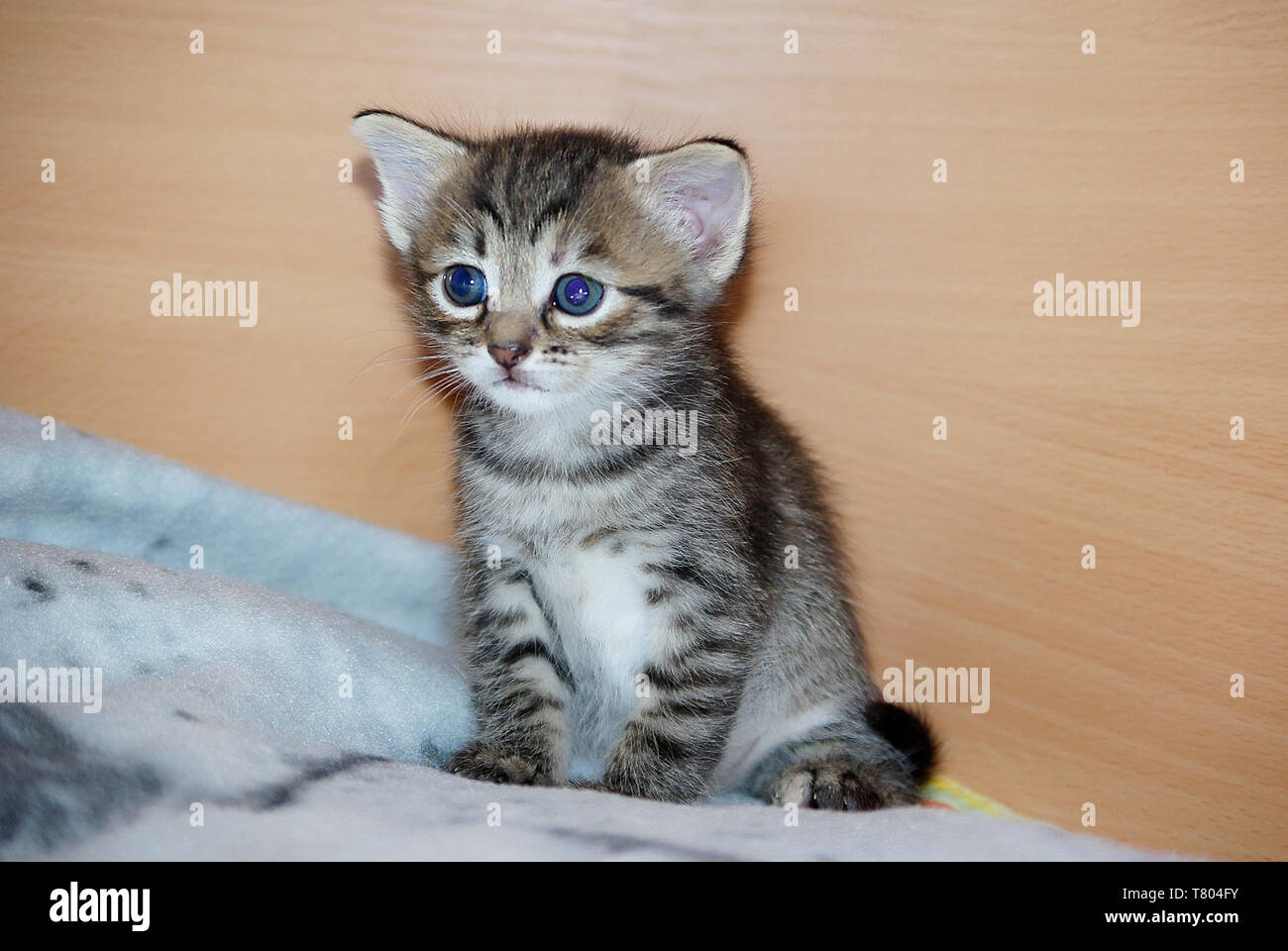 Little Big-eared lustige Kätzchen aufgewacht und auf dem Bett zu sitzen Stockfoto