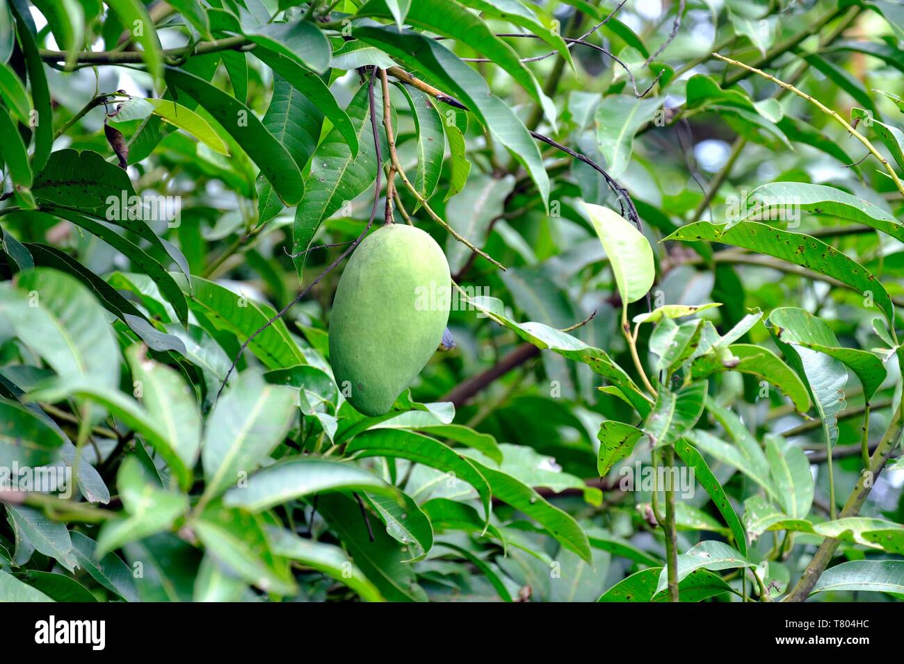Unreife grüne Mango (Mangifera indica) hängt am Baum, Tha Sao, Kanchanaburi, Thailand Stockfoto