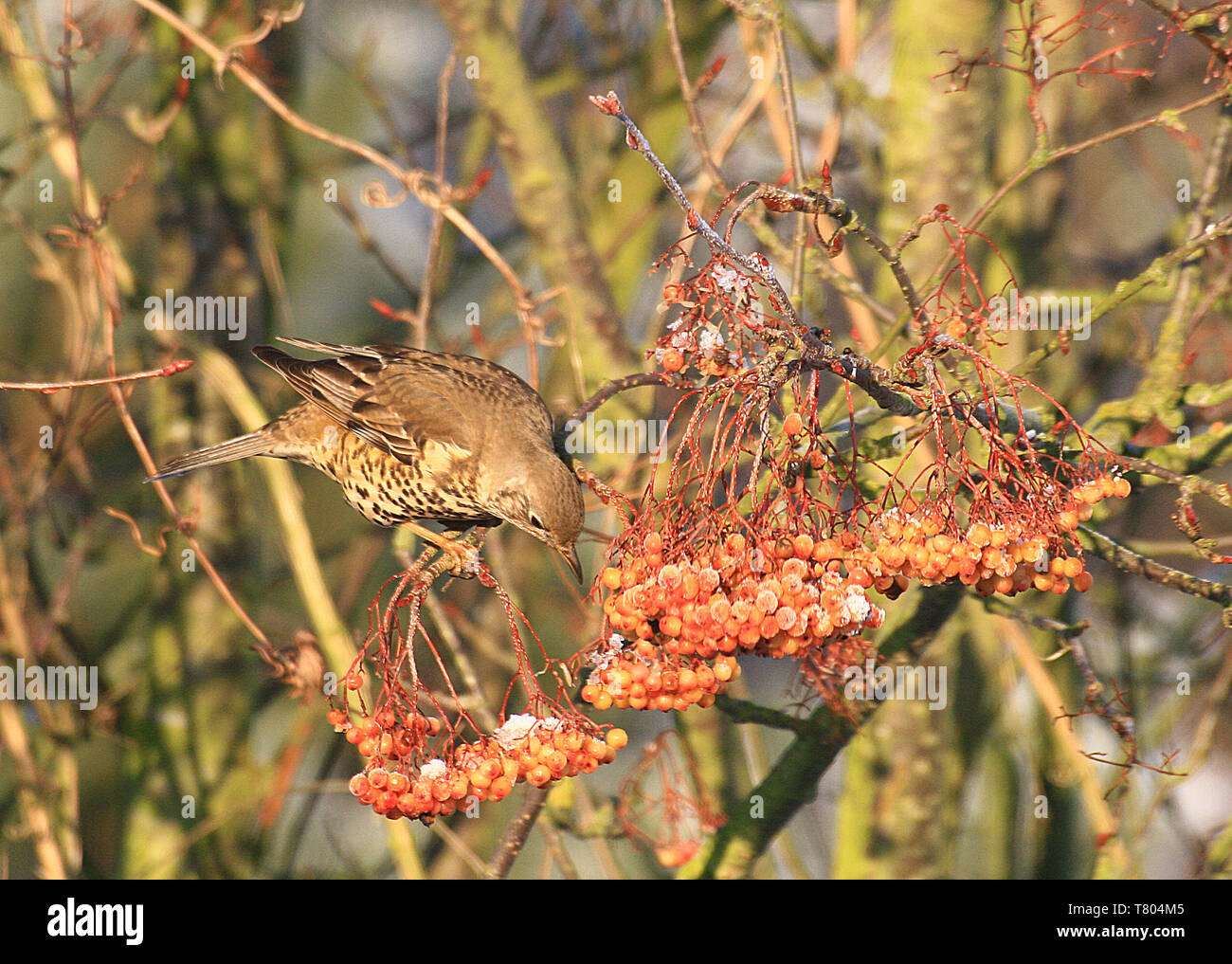 Rotdrossel Turdus iliacus Vogel in einem der Rowan Tree Joseph Rock essen Beeren während der Winter Migration nach England Stockfoto