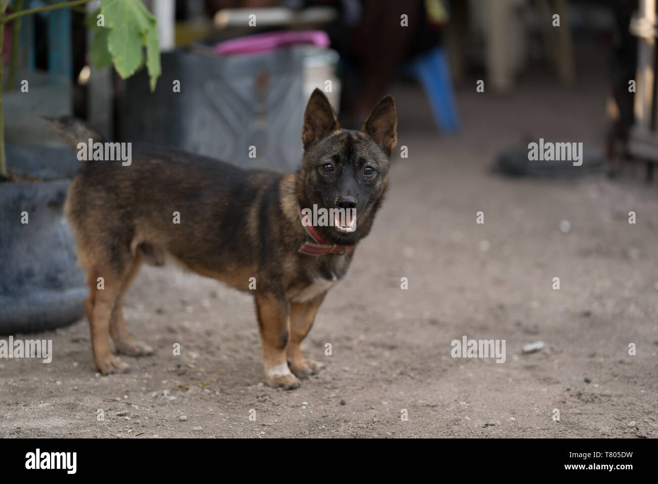 Süßer Hund auf einer Insel der Philippinen Malapascua Stockfoto