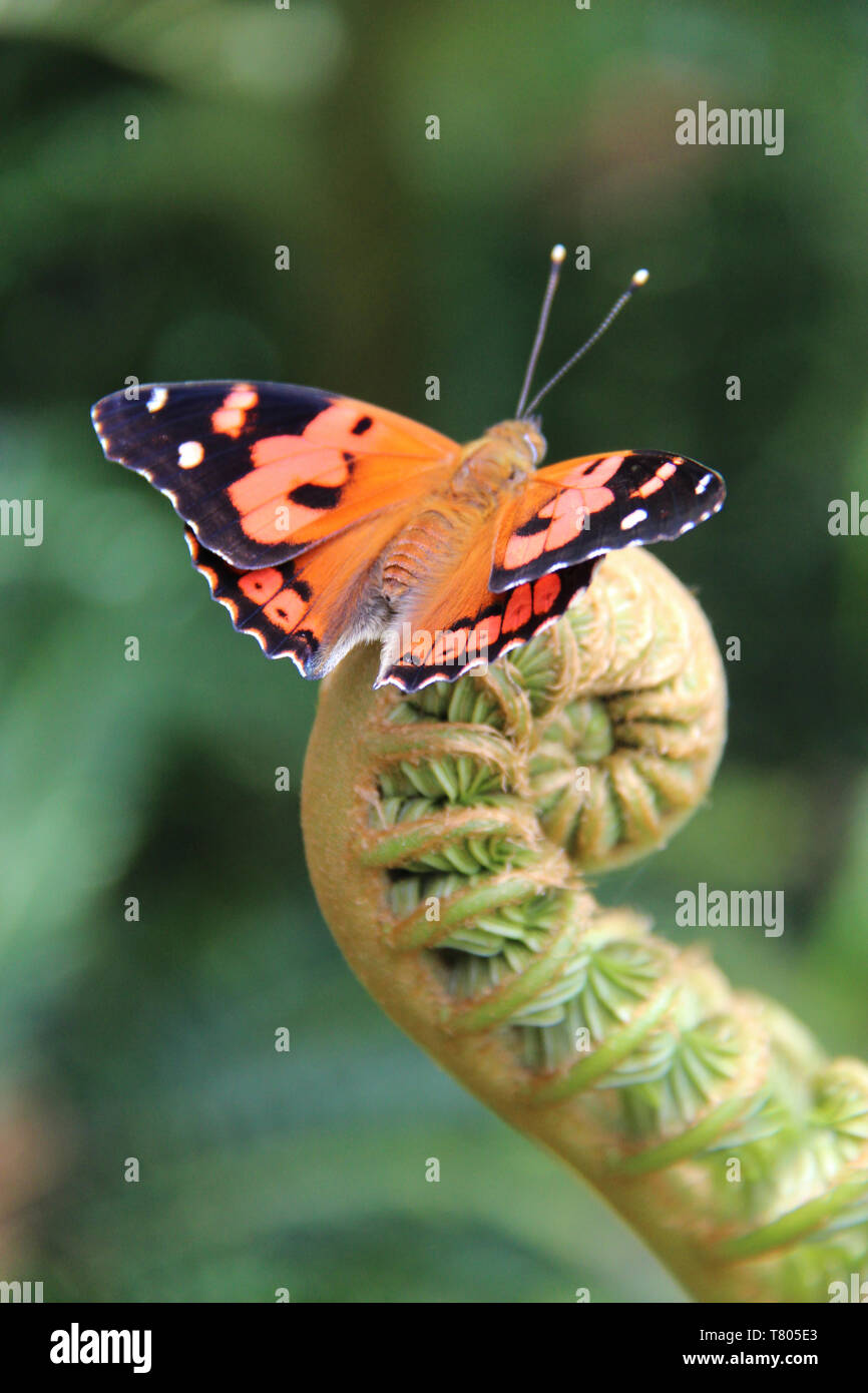 Kamehameha Schmetterling Stockfoto