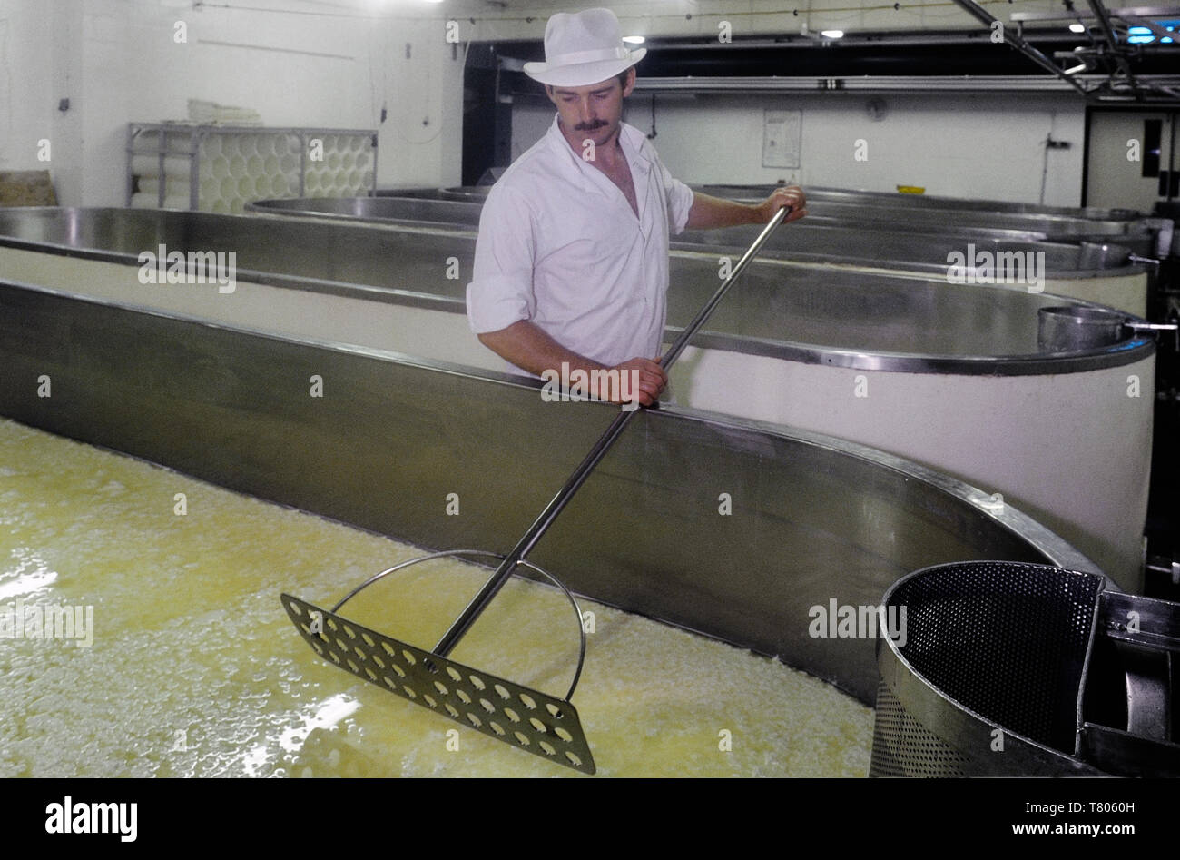 Schneiden der Quark am langen clawson Molkerei, lange Clawson, Melton Mowbray, Leicestershire Stockfoto