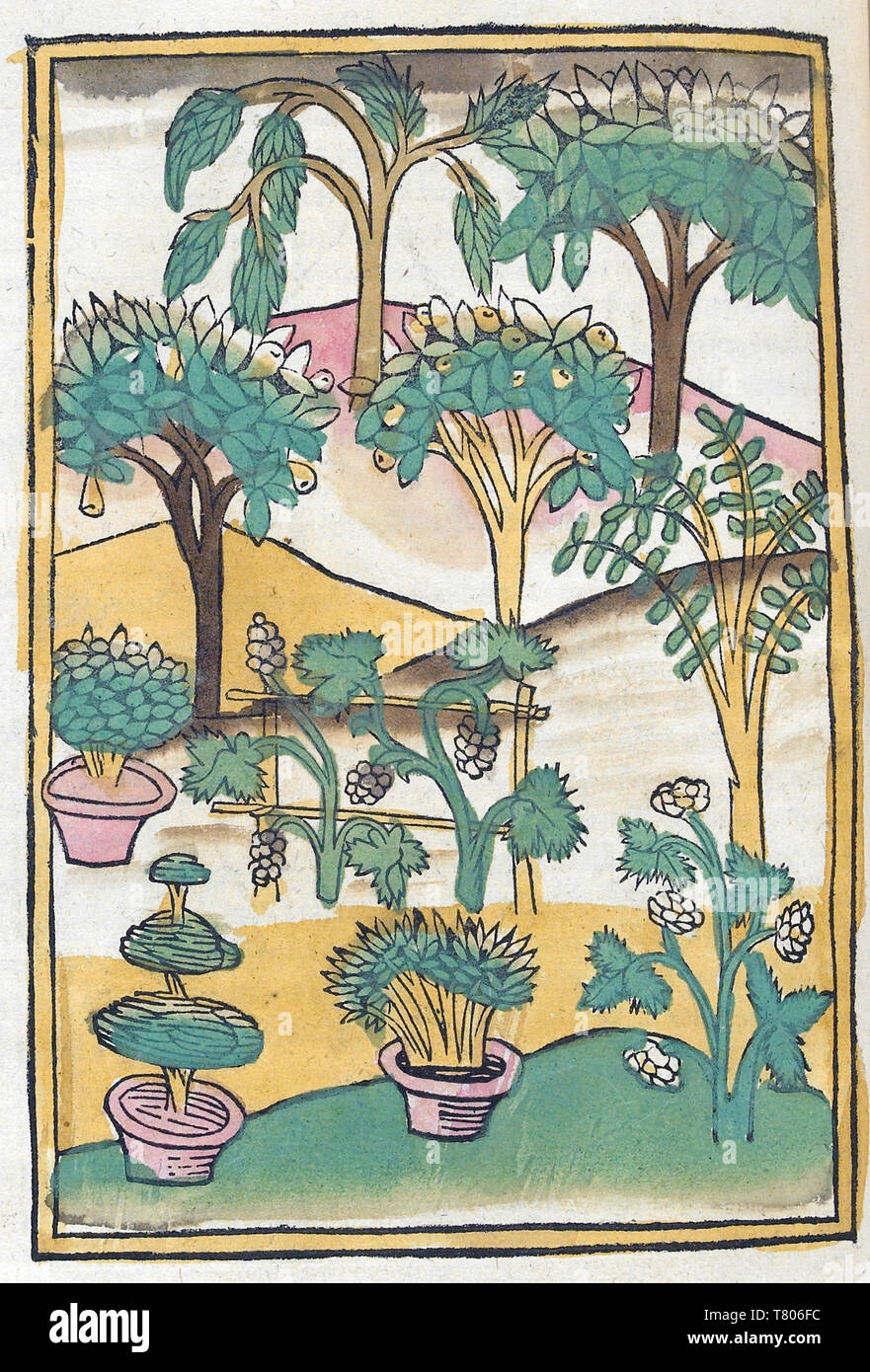 Konrad von Megenberg, Flora, 15. Jahrhundert Stockfoto