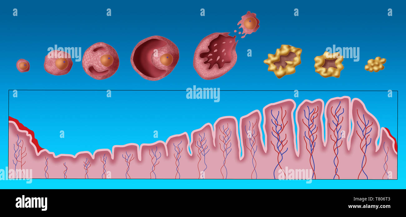 Gebärmutterschleimhaut und Haarfollikel, Menstruation, Abbildung Stockfoto