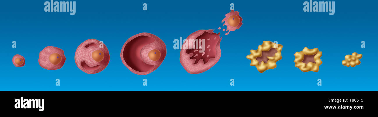 Ovarialfollikeln, Abbildung Stockfoto