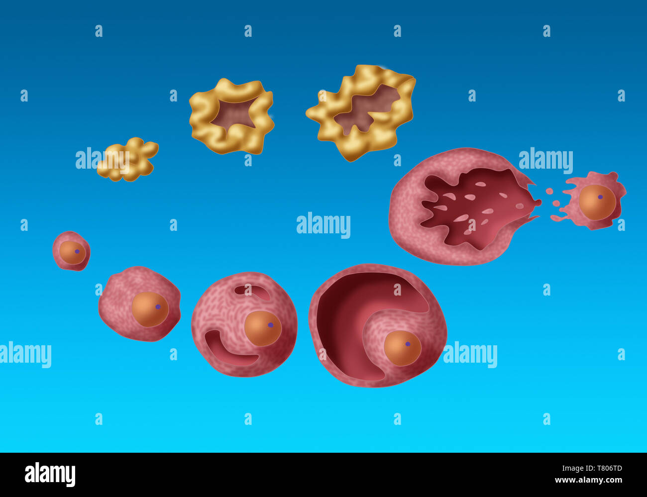 Ovarialfollikeln, Abbildung Stockfoto