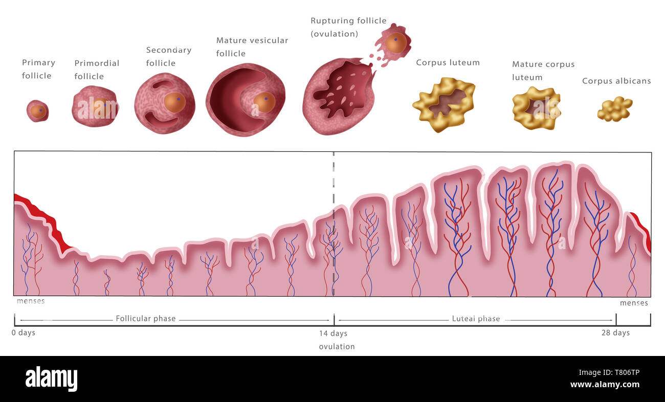 Gebärmutterschleimhaut und Haarfollikel, Menstruation, Abbildung Stockfoto