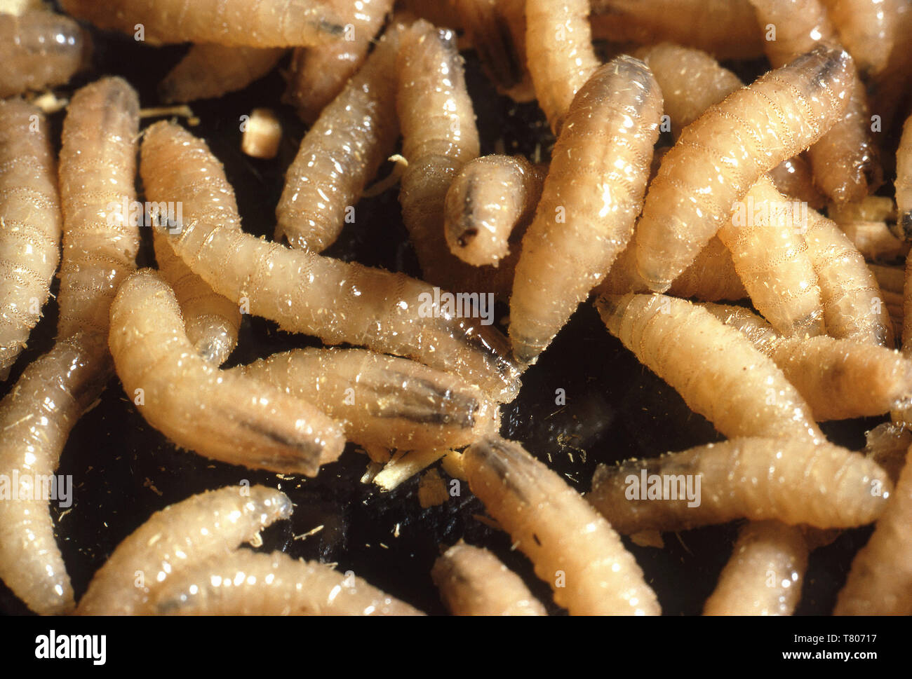 Screwworms Stockfoto