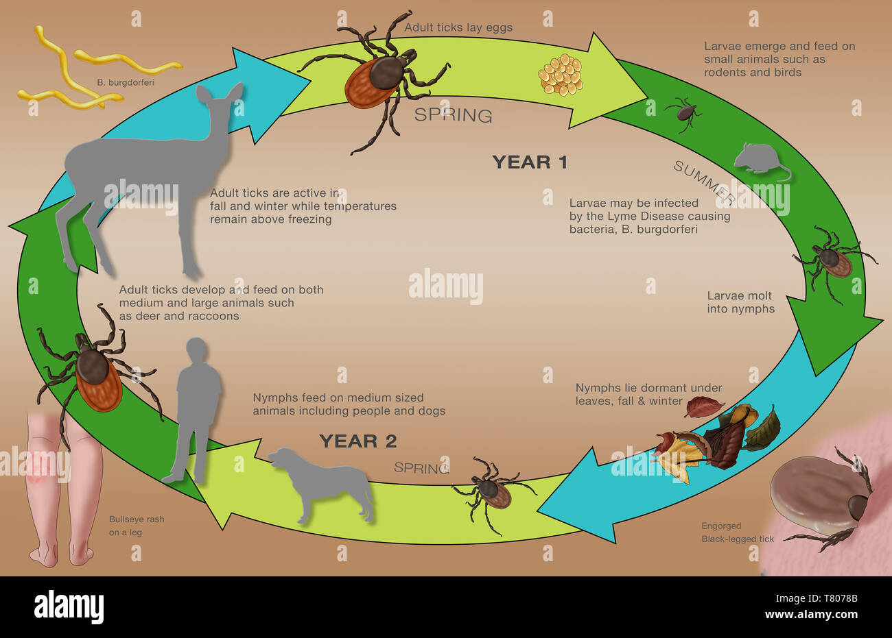Lebenszyklus der Schwarz-legged Tick und Lyme, Abbildung Stockfoto