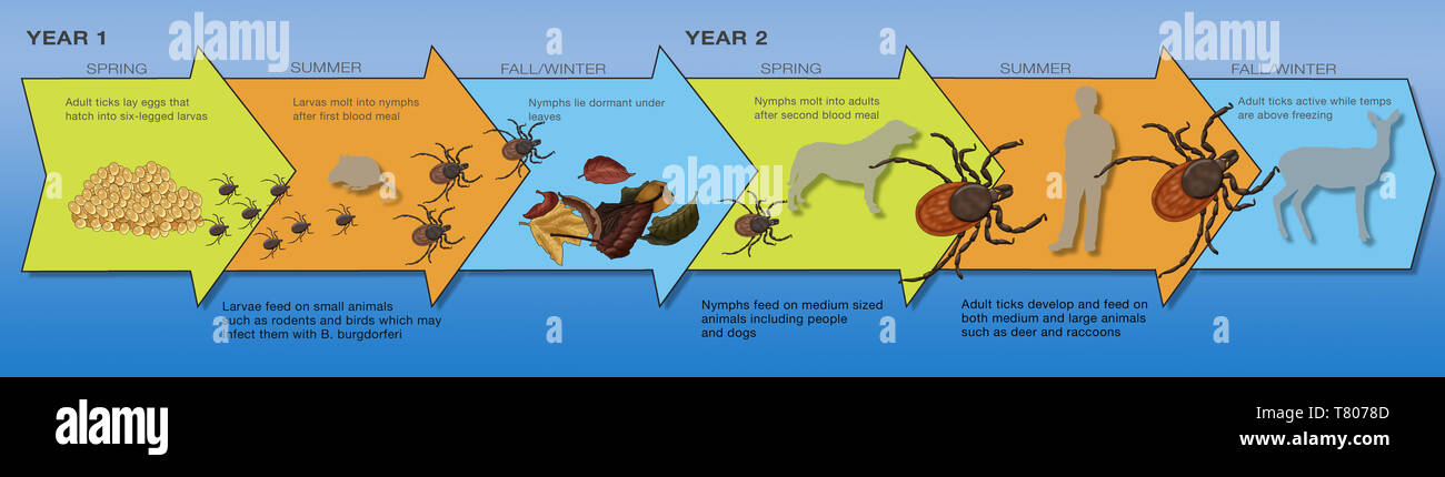 Entwicklungsstadien des Schwarz-legged Tick, Abbildung Stockfoto