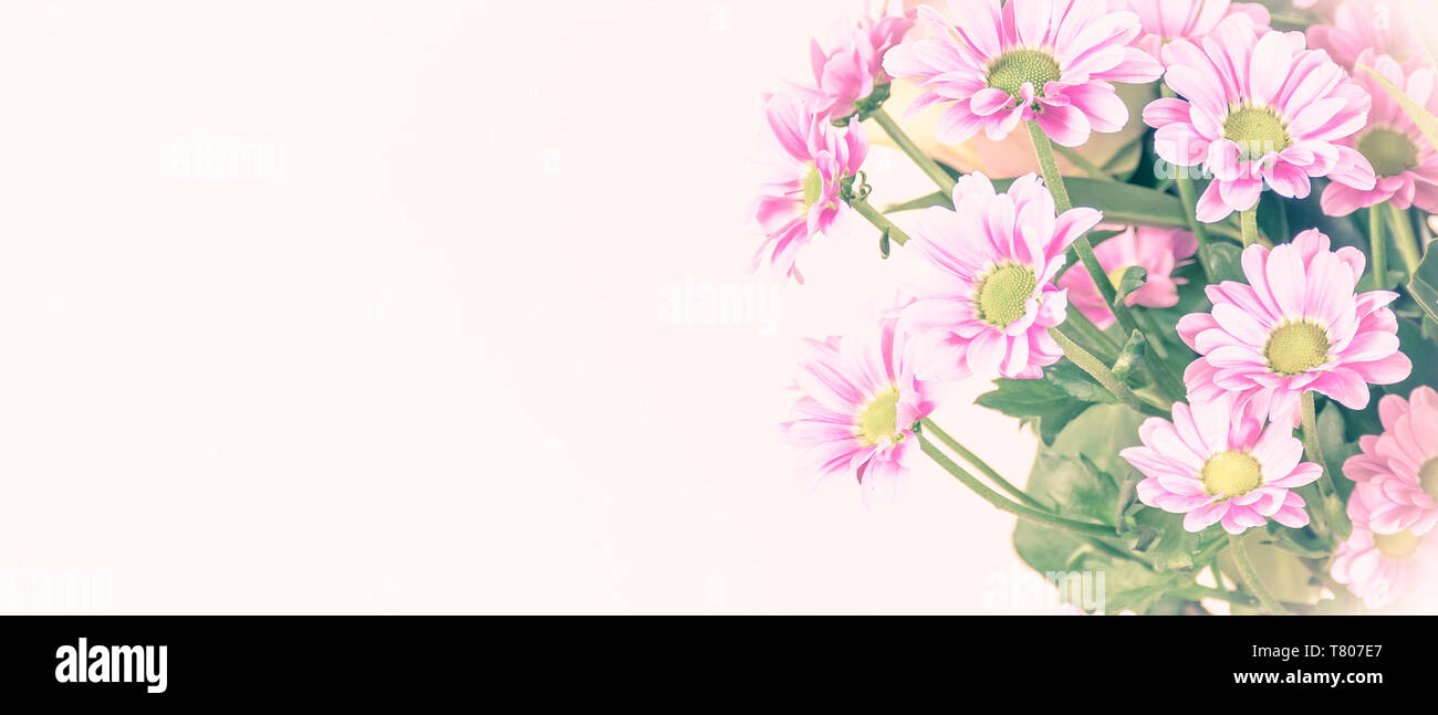 Soft floral background mit chrysantheme Blumen. Stockfoto