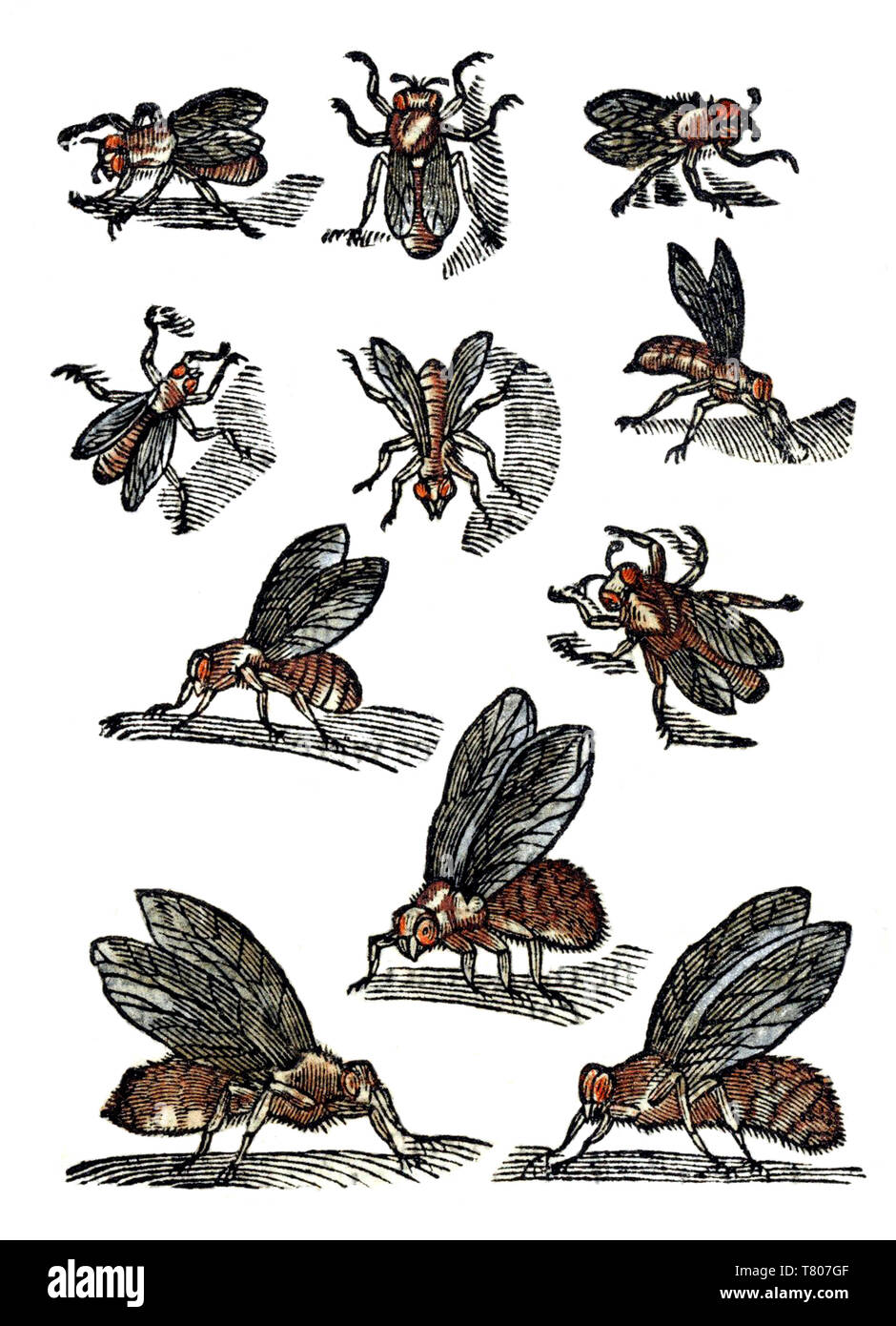 Die Geschichte von den Schlangen, Bienen, 1608 Stockfoto