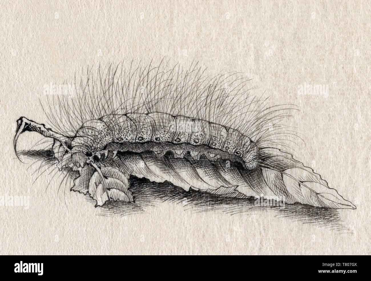 Silkworm, Seide in Japan, 1878, Stockfoto