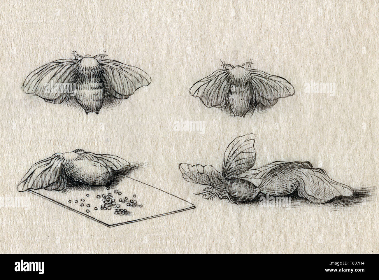 Silkworm Motte, Phasen der Reproduktion, 1878 Stockfoto