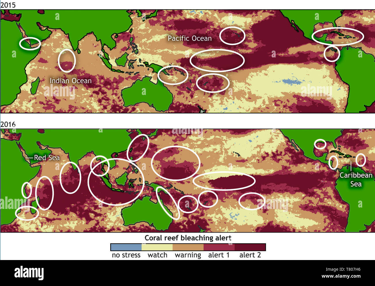 Coral Reef Bleichen, 2015 und 2016 Stockfoto