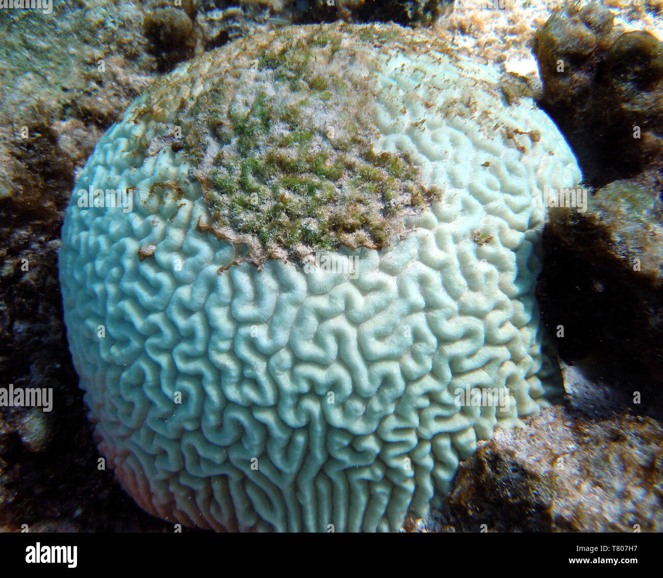Gebleicht Brain Coral Stockfoto