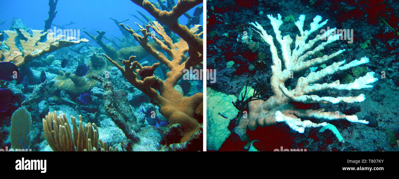 Gesunde vs gebleichten Korallen Stockfoto