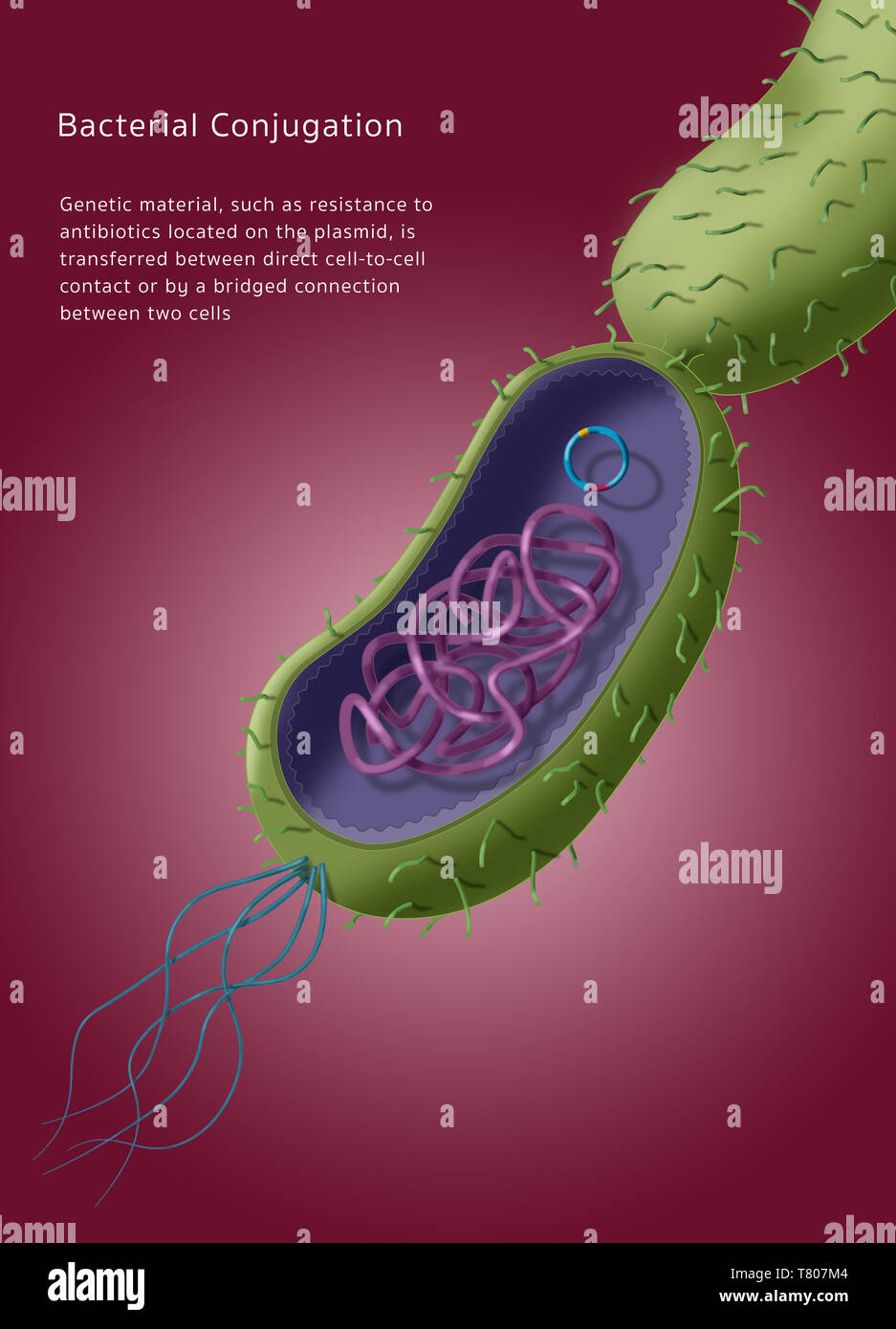 Antibiotikaresistenz durch horizontale Plasmid Transfer, Abbildung Stockfoto