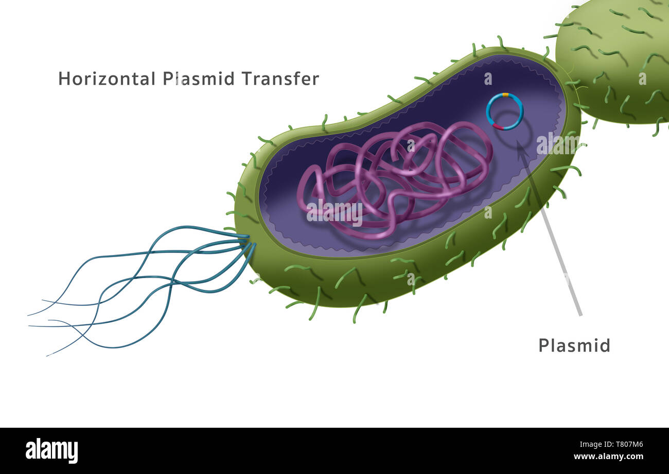 Antibiotikaresistenz durch horizontale Plasmid Transfer, Abbildung Stockfoto