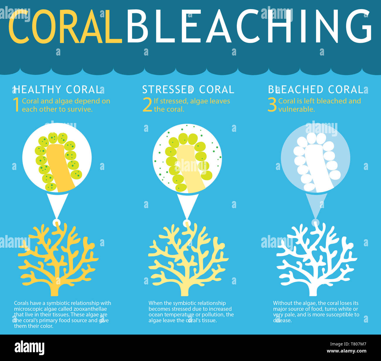 Coral Reef Bleichen Infografik Stockfoto