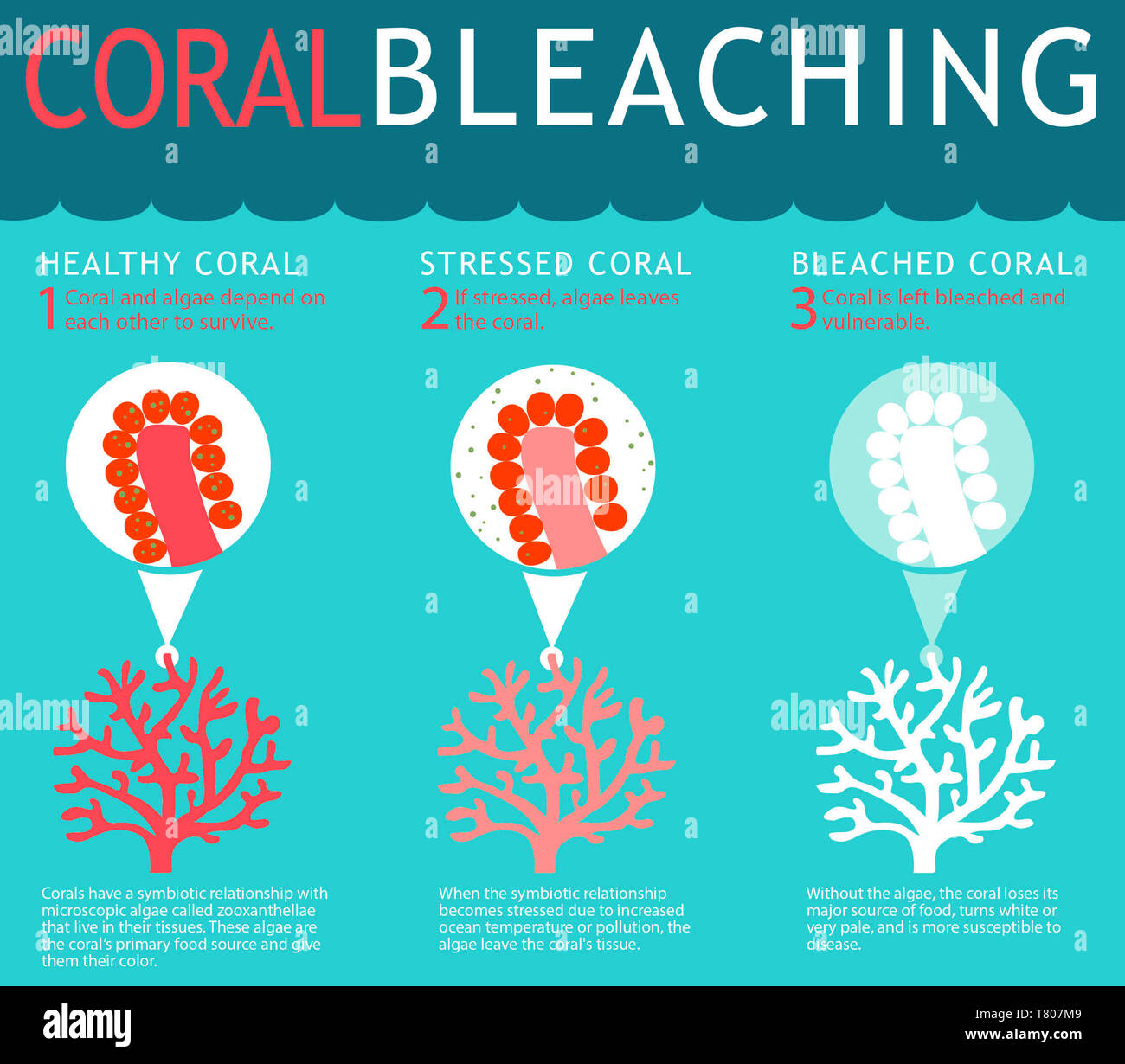 Coral Reef Bleichen Infografik Stockfoto