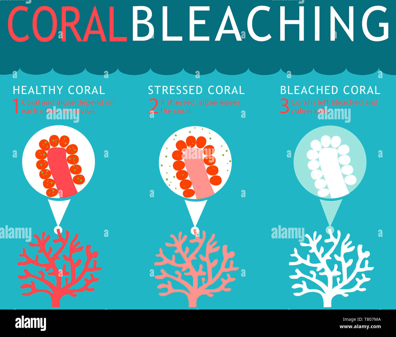 Coral Reef Bleichen Infografik Stockfoto