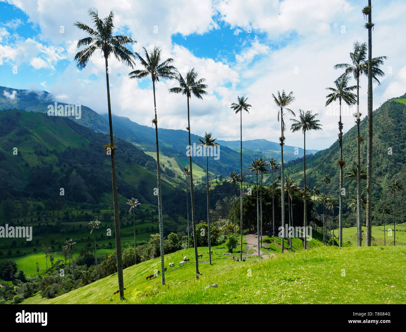 Wachs Towering Palms, Valle de Corcora, in der Nähe der Salento, Kolumbien, Südamerika Stockfoto