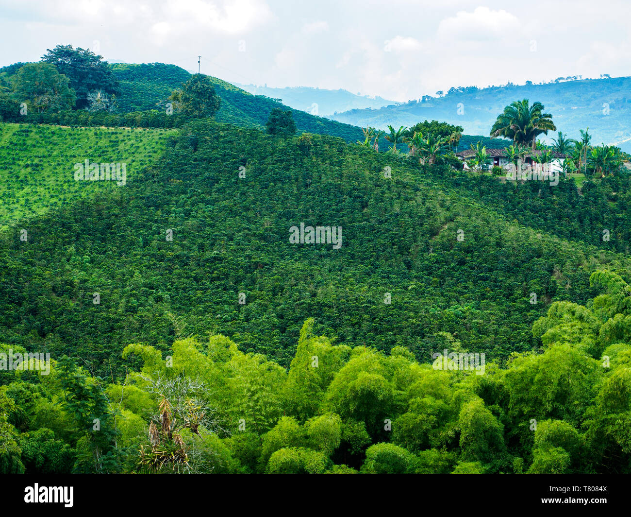 Hügel von Kaffeepflanzen, Hacienda Guayabal, in der Nähe von Manizales, Kaffee Region, Kolumbien, Südamerika Stockfoto