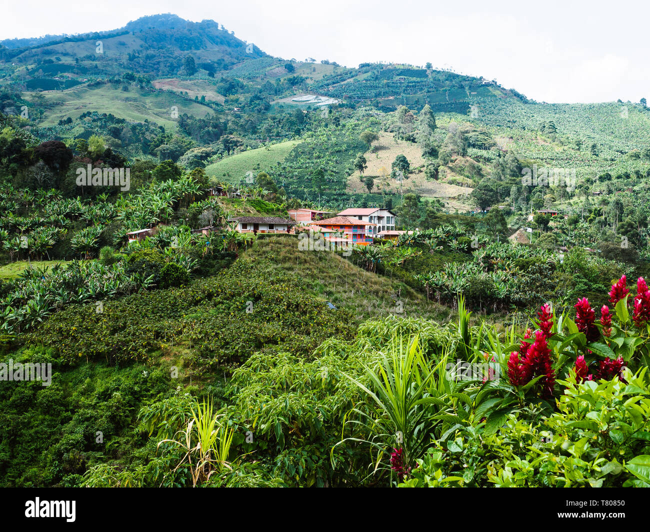 Hillside Farm mit Kaffee und Bananenstauden, Jardin, Antioquia, Kolumbien, Südamerika Stockfoto