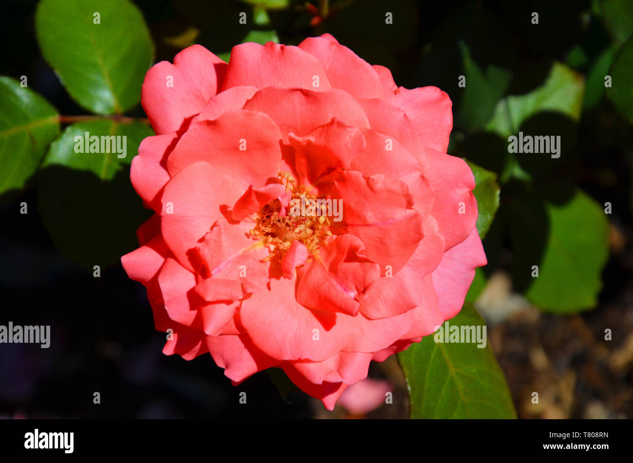 Schönes Detail von pink Hybrid Tea Rose, Rosaceae, von oben mit verschwommenen Hintergrund genommen. Hybrid Tea ist eine informelle Gartenbau Klassifizierung für eine Gruppe von gartenrosen. Stockfoto