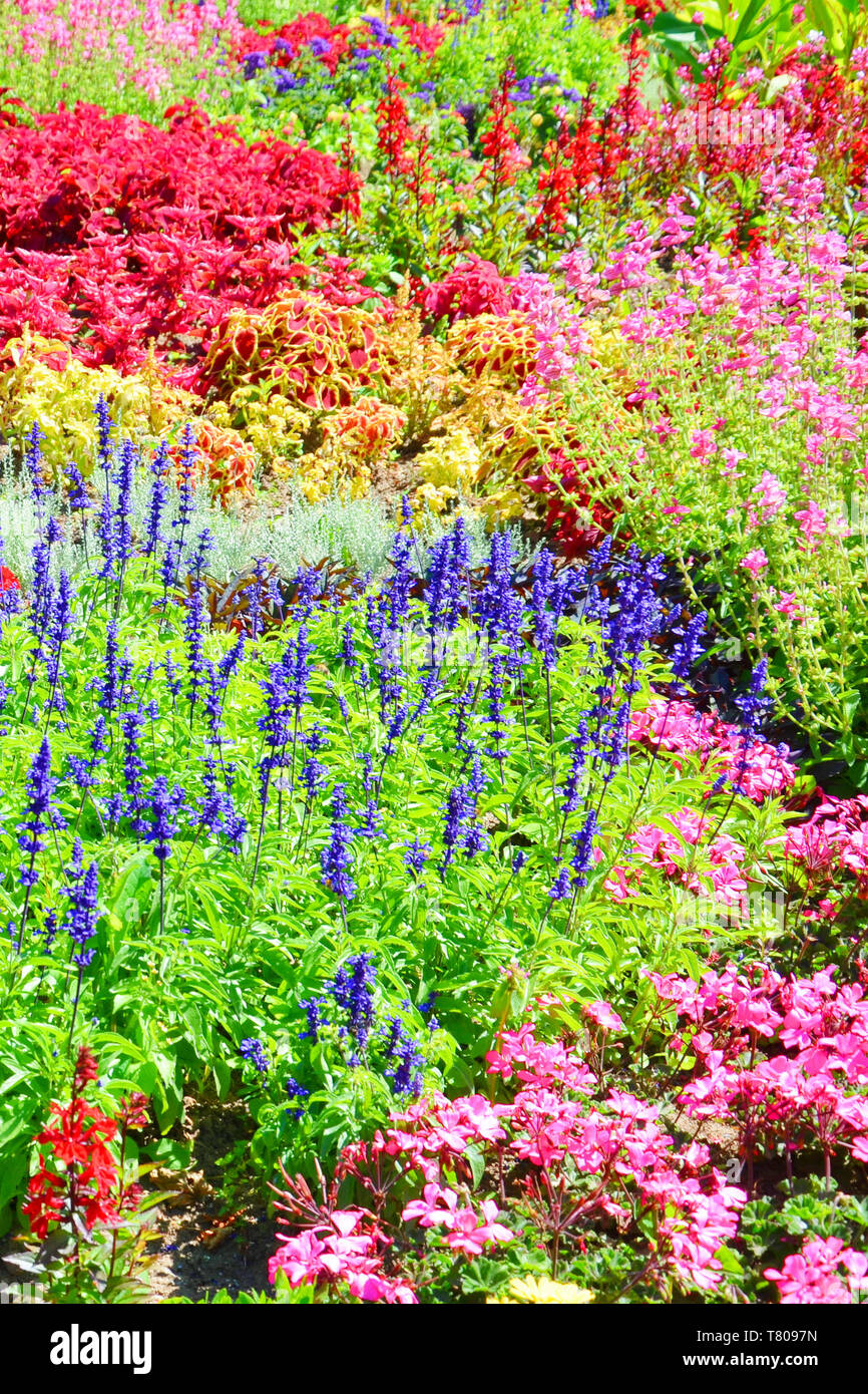 Atemberaubende Bett von Blumen mit vielen verschiedenen Arten im Frühjahr Saison übernommen. Die wunderschönen Blüten mit leuchtend rot, rosa, violett oder gelb Farben. Stockfoto