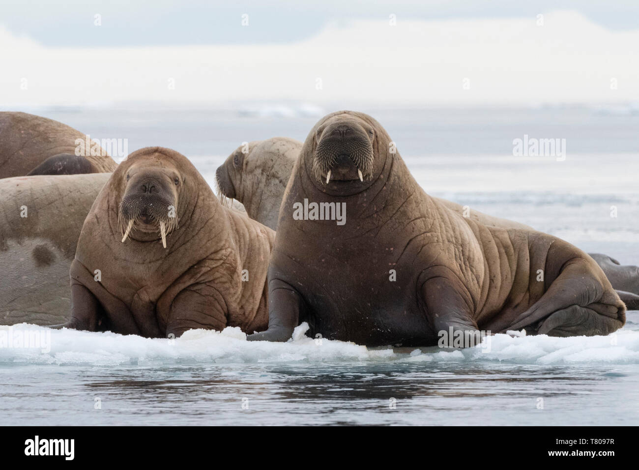 Atlantic Walrosse (Odobenus rosmarus), Vibebukta, Austfonna ...