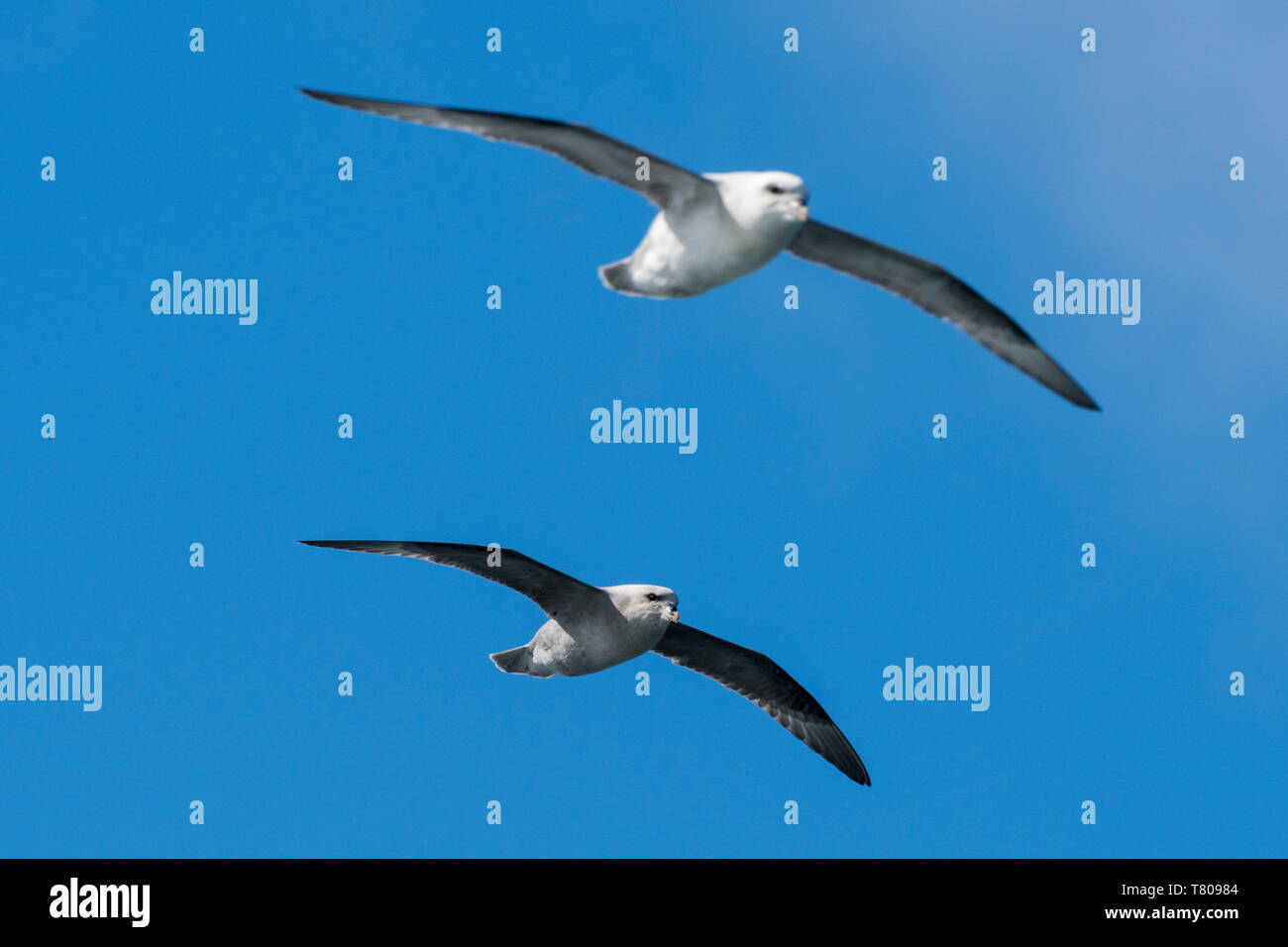 Die beiden nördlichen Eissturmvögel Fulmarus (glaciali) im Flug, Spitzbergen, Arktis, Norwegen, Europa Stockfoto