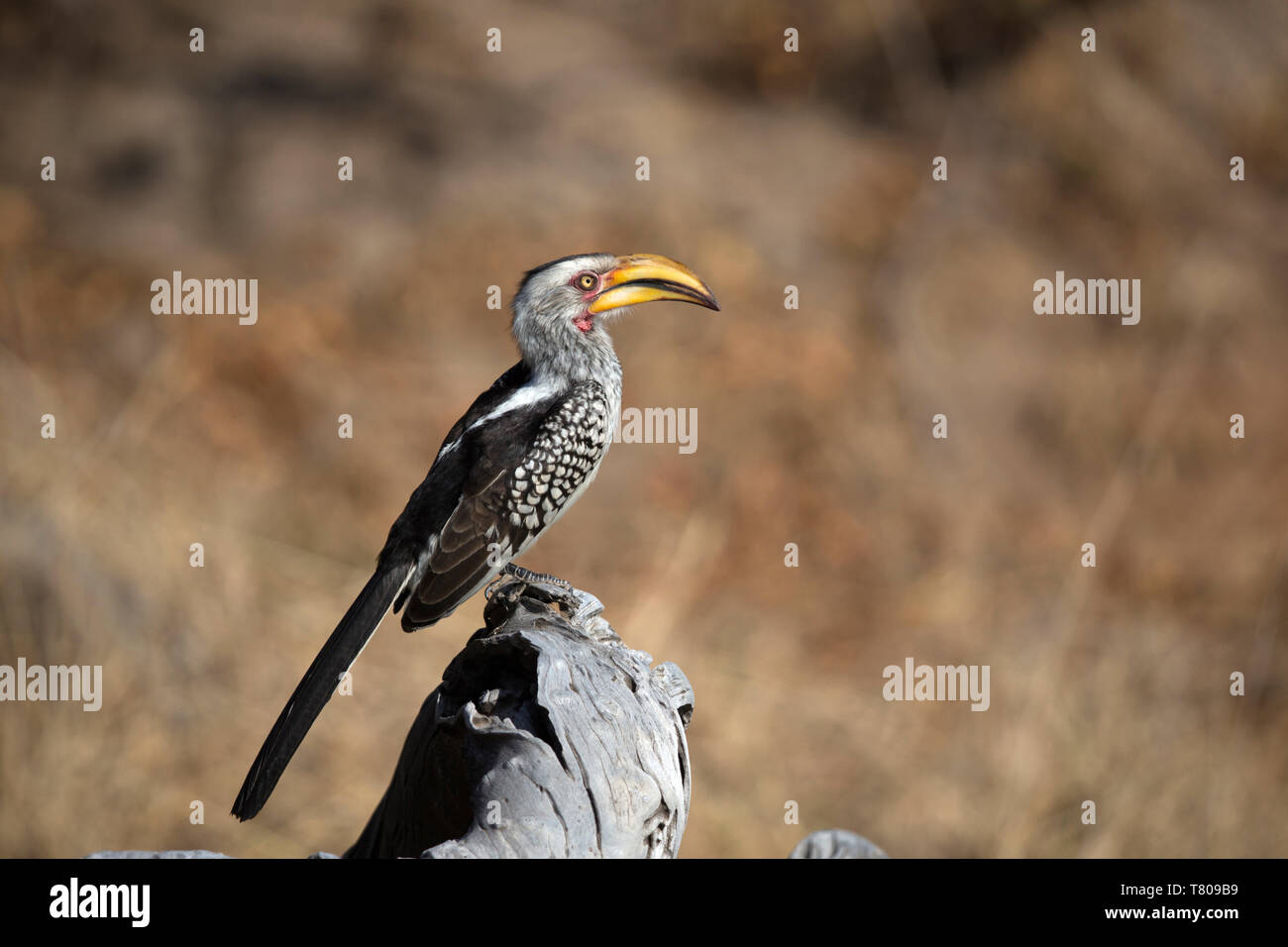Nashornvogel (Bucerotidae) am Baum, Krüger Nationalpark, Südafrika, Afrika Stockfoto