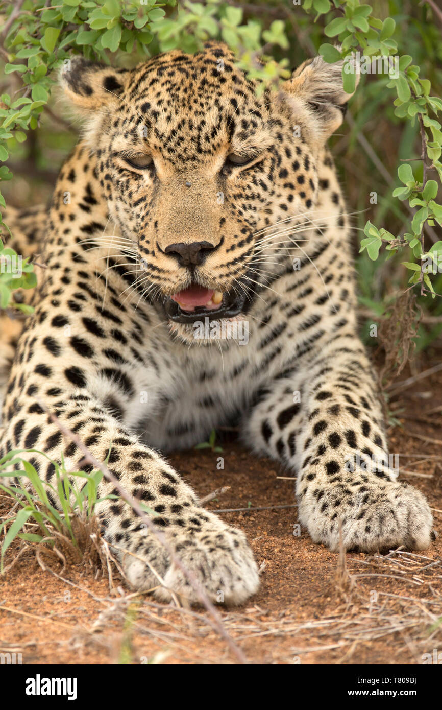 African Leopard (Panthera pardus) in der Savanne, Krüger Nationalpark, Südafrika, Afrika Stockfoto