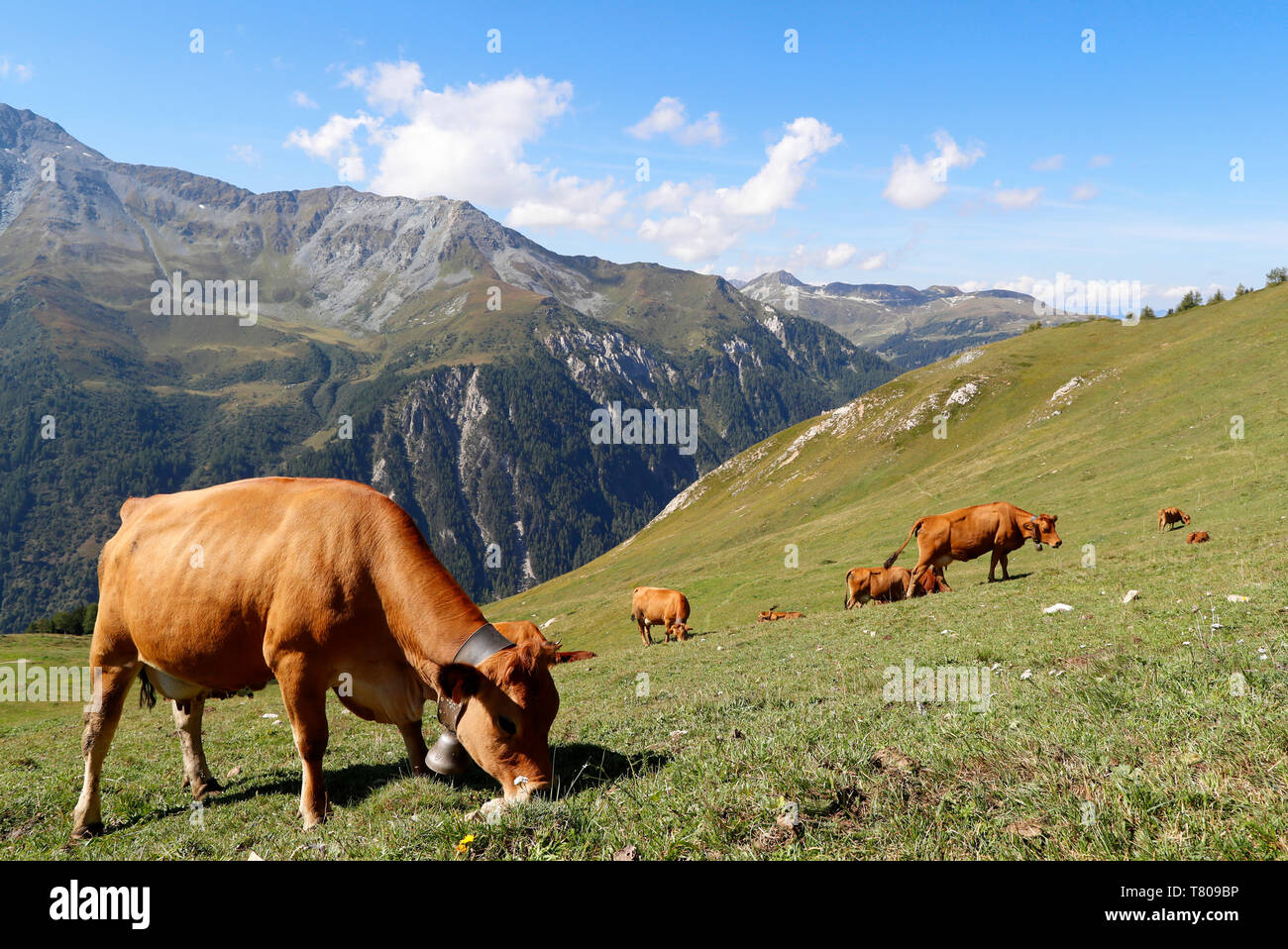 Die Milch für Beaufort Käse kommt aus dem Tarine Kühe, die in der hohen Weiden grasen, Peisey Nancroix, Savoie, Alpen, Frankreich, Europa Stockfoto