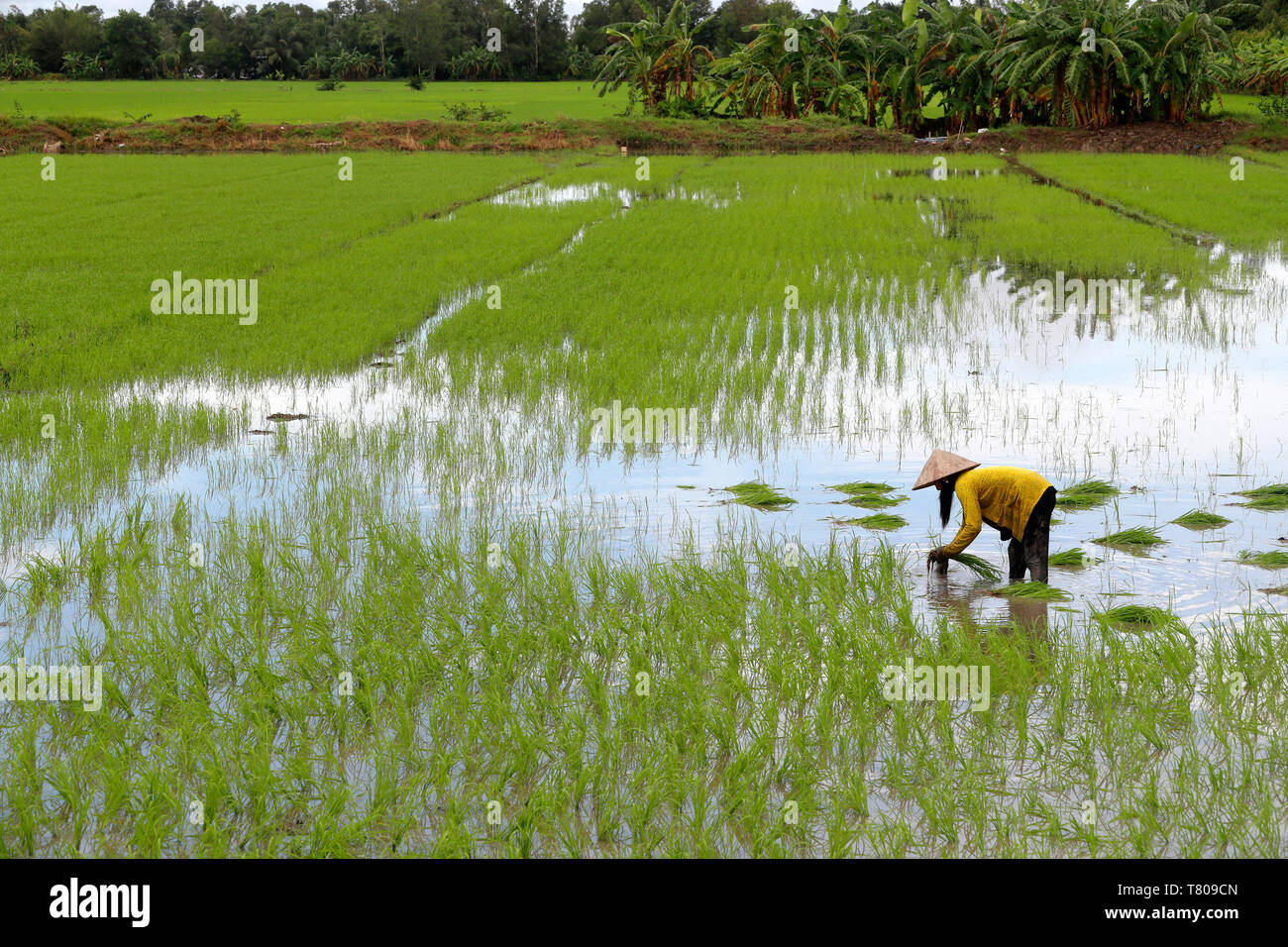Frau Bauer Arbeiten in einem Reisfeld umpflanzen Reis im Mekong Delta, Can Tho, Vietnam, Indochina, Südostasien, Asien Stockfoto