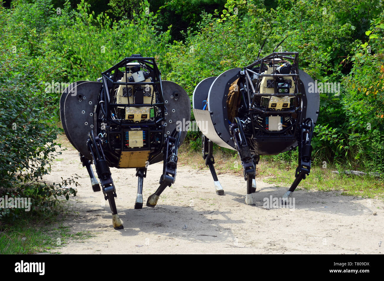 Roboter, Legged Squad Support System (LS3) Stockfoto